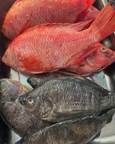 Mojarra Roja Fresca - Surticarnes del Fonce, San Gil, Santander